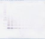 RELM beta Antibody in Western Blot (WB)