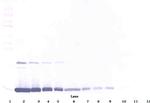 GM-CSF Polyclonal Antibody, Biotin, PeproTech®