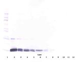 PlGF-1 Polyclonal Antibody, Biotin, PeproTech®