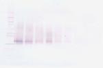 IGFBP3 Polyclonal Antibody, PeproTech®