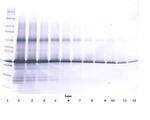 IGFBP3 Antibody in Western Blot (WB)