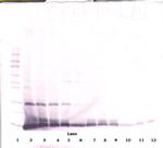 IL-4 Polyclonal Antibody, PeproTech®
