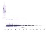 TL1A Polyclonal Antibody, PeproTech®