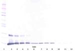 GITRL Polyclonal Antibody, PeproTech®