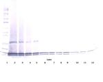 IL17B Antibody in Western Blot (WB)