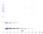 IL-5 Polyclonal Antibody, PeproTech®