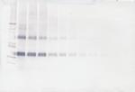 NOV Antibody in Western Blot (WB)