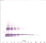 C19orf10 Antibody in Western Blot (WB)