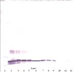 C19orf10 Antibody in Western Blot (WB)