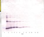 IL-6 Polyclonal Antibody, PeproTech®