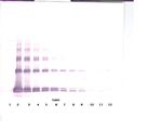 IL-33 Antibody in Western Blot (WB)