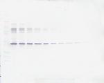 PEDF Antibody in Western Blot (WB)