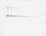 PEDF Polyclonal Antibody, PeproTech®