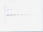 PEDF Antibody in Western Blot (WB)