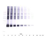 Maspin Antibody in Western Blot (WB)