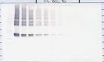 Maspin Antibody in Western Blot (WB)