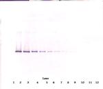 Neuroserpin Antibody in Western Blot (WB)