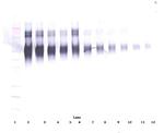 ICAM-1 Antibody in Western Blot (WB)