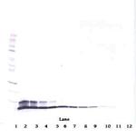 HRG beta-1 Polyclonal Antibody, PeproTech®
