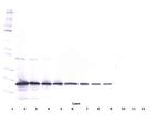 TRAIL Polyclonal Antibody, Biotin, PeproTech®