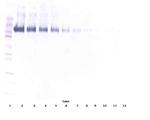 EGFR Polyclonal Antibody, PeproTech®