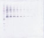 MMP2 Polyclonal Antibody, Biotin, PeproTech®