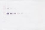 CD14 (soluble) Antibody in Western Blot (WB)