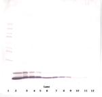 CCL5 (RANTES) Polyclonal Antibody, Biotin, PeproTech®