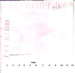 FLT3LG Polyclonal Antibody, PeproTech®