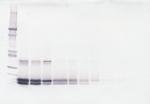 SCF Polyclonal Antibody, Biotin, PeproTech®