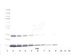 IL-3 Antibody in Western Blot (WB)