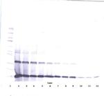 IL-3 Polyclonal Antibody, PeproTech®