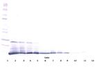 IL-5 Polyclonal Antibody, PeproTech®