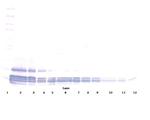 Eotaxin Antibody in Western Blot (WB)