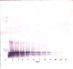 SCF Polyclonal Antibody, Biotin, PeproTech®