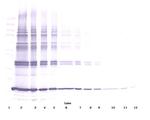 TNF alpha Antibody in Western Blot (WB)