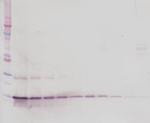 BDNF Polyclonal Antibody, PeproTech®