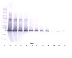 IL17D Antibody in Western Blot (WB)