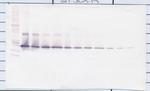 IL17D Antibody in Western Blot (WB)