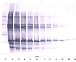 CLEC11A Antibody in Western Blot (WB)
