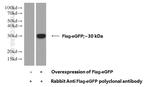 GFP tag Antibody in Western Blot (WB)