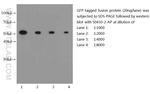 GFP tag Antibody in Western Blot (WB)