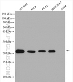BAX Antibody in Western Blot (WB)