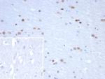 NEUROG3/Neurogenin 3/NGN3 (Transcription Factor) Antibody in Immunohistochemistry (Paraffin) (IHC (P))