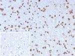NEUROG3/Neurogenin 3/NGN3 (Transcription Factor) Monoclonal Antibody (NGN3/7698)