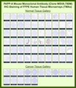 PAPP-A/Pappalysin-1 (Marker of Atherosclerosis and Aneuploid Fetus) Monoclonal Antibody (MSVA-780M)