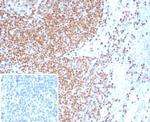 PAX3 Monoclonal Antibody (PAX3/8426)