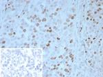 PAX4 Monoclonal Antibody (PAX4/7598)