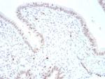 PAX4 Antibody in Immunohistochemistry (Paraffin) (IHC (P))