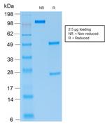 PAX5/BSAP (Early B-Cell Marker) Antibody in SDS-PAGE (SDS-PAGE)